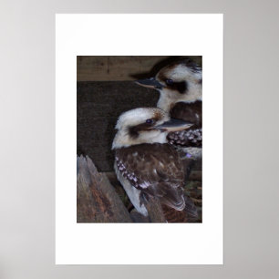 Affiches Kookaburras