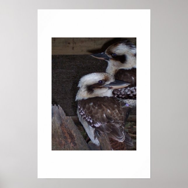 Affiches Kookaburras (Devant)