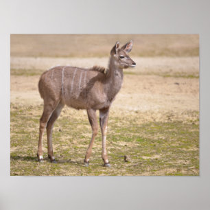 Affiches Kudu grand enfant