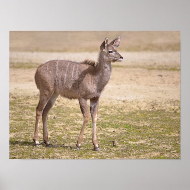 Affiches Kudu grand enfant (Devant)