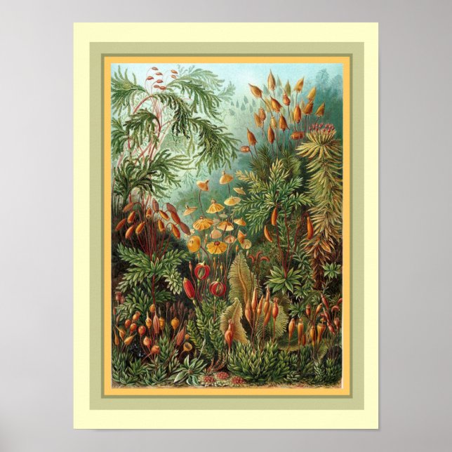 Affiches Kunstformen der Nature de Haeckel 12 x 16 (Devant)