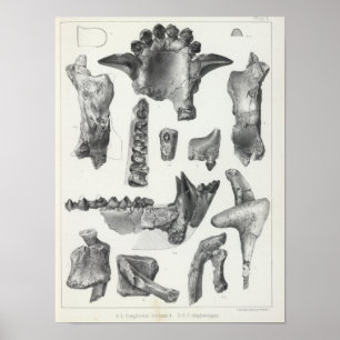 Affiches L Coryphodon