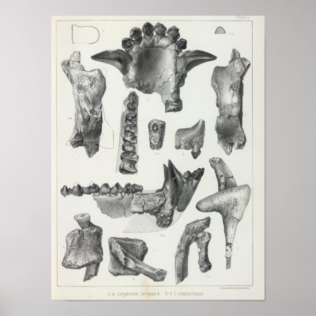 Affiches L Coryphodon (Devant)