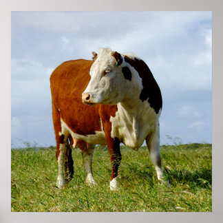 Affiches La Beauté Bovine.