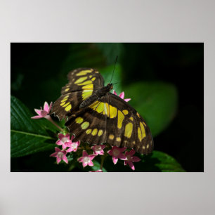 Affiches La beauté dans les étoiles Imprimer