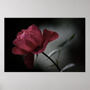 Affiches La beauté de l'amour