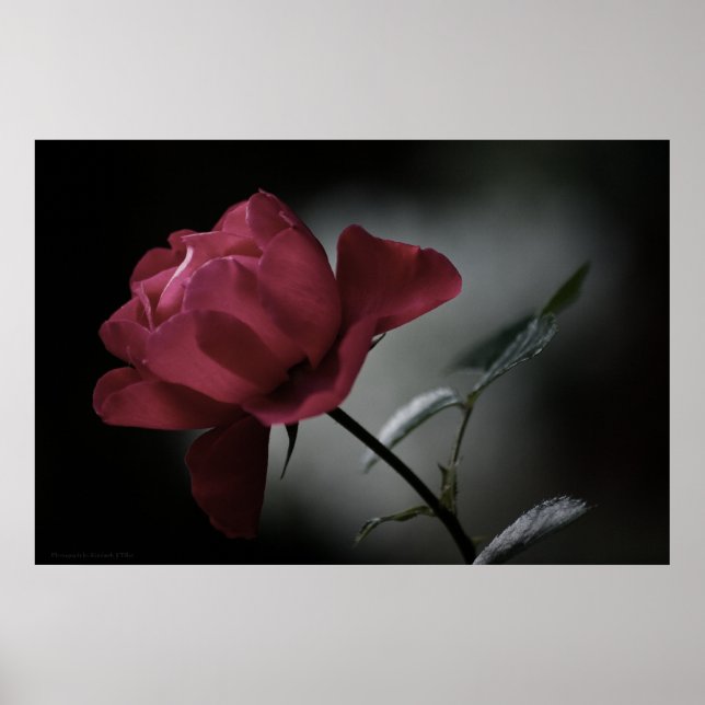 Affiches La beauté de l'amour (Devant)
