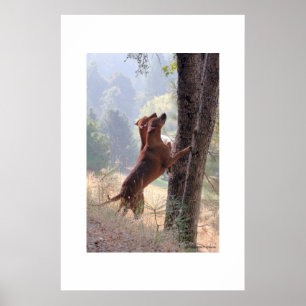 Affiches La chasse à écureuil