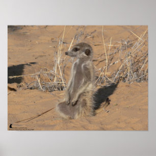 Affiches La collection de Fluffernutter - exposant au