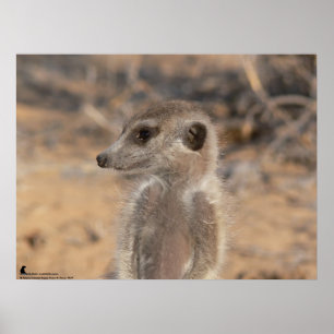 Affiches La collection de Fluffernutter - rêvassant