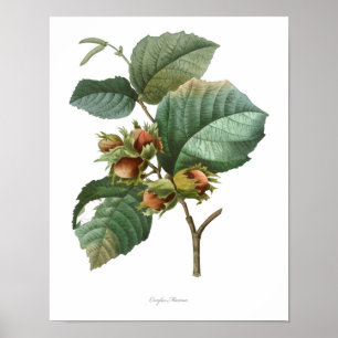 Affiches La copie botanique LA PLUS DE HAUTE QUALITÉ de