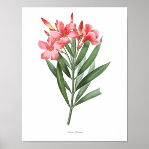 Affiches La copie botanique LA PLUS DE HAUTE QUALITÉ de