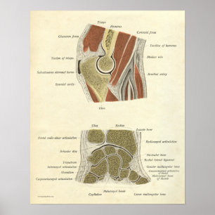 Affiches La copie vintage d'anatomie désosse des joints de