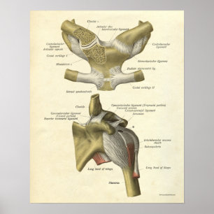 Affiches La copie vintage d'anatomie désosse la clavicule
