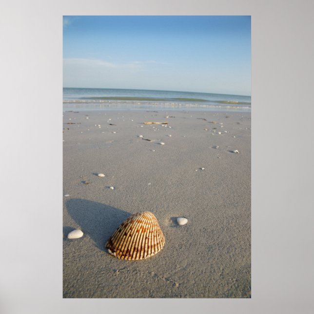 Affiches La coque (Devant)