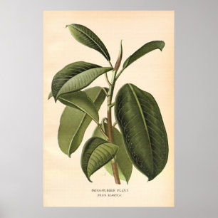 Affiches La couleur du 19ème siècle antique fleurit le