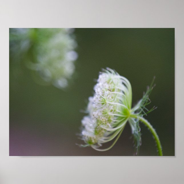 Affiches La dentelle de la reine Anne (Devant)