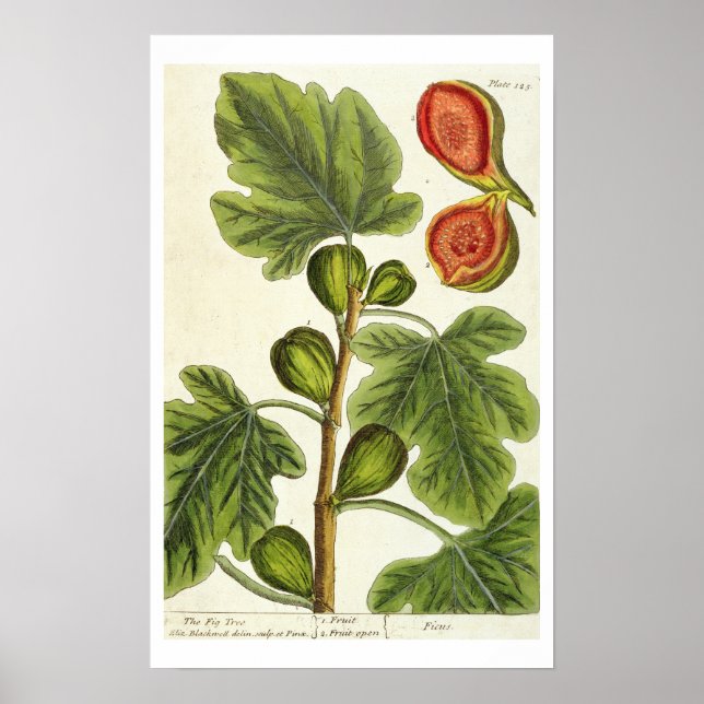 Affiches La Fig Tree, plate 125 from 'A Curious Herbal', p (Devant)