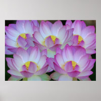 La fleur de Lotus et sa signification