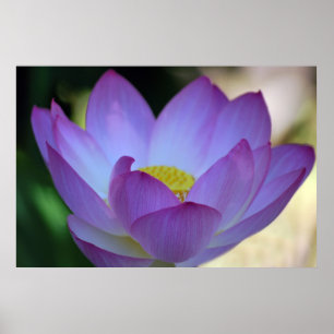 Affiches La fleur de Lotus et sa signification