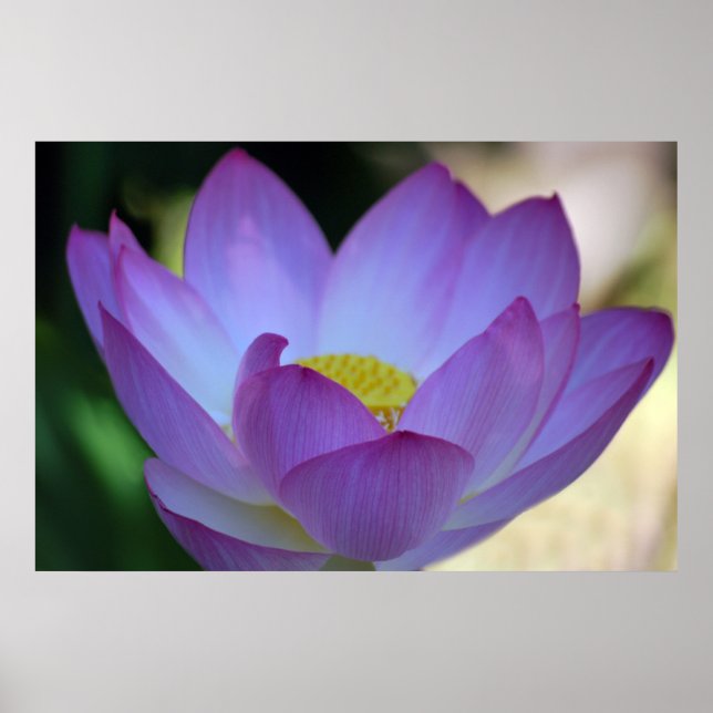 Affiches La fleur de Lotus et sa signification (Devant)