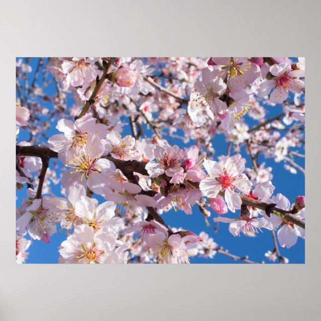Affiches La floraison du printemps (Devant)