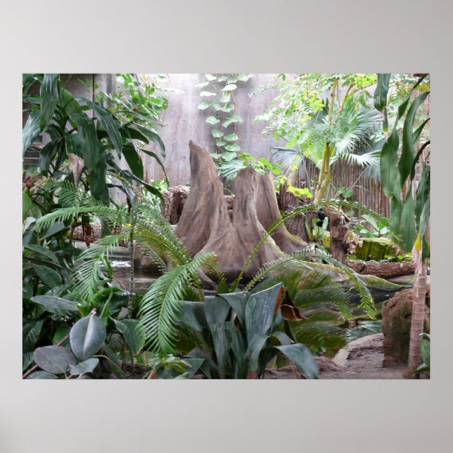 Affiches La forêt tropicale (Devant)
