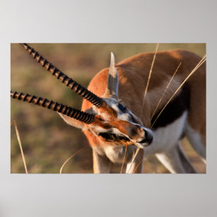 Affiches La gazelle frôlent