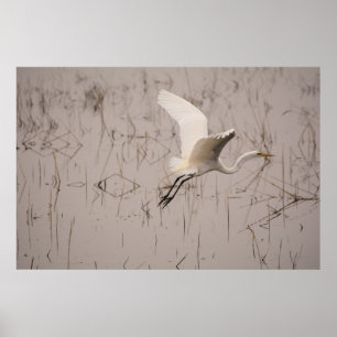 Affiches La Grande Aigrette 36 x 24 Papier Archivistique (M