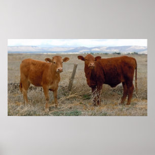 Affiches La grande vache observe - les bétail rouges -