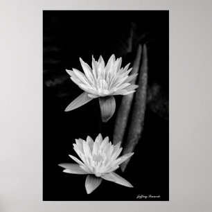 Affiches La Lily de l'eau