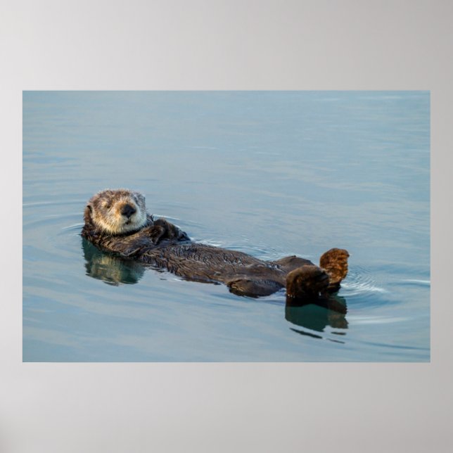 Affiches La loutre de mer flottant sur le dos dans l'océan (Devant)