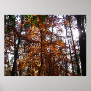 Affiches La lumière du soleil dans l'arbre d'automne de la