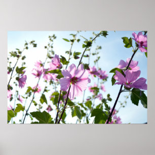 Affiches La mauve arborescente fleurit en été