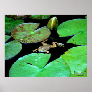 Affiches La Nature Parmi Les Lys