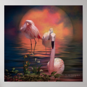Affiches Là où le Flamant rose sauvage élèvent