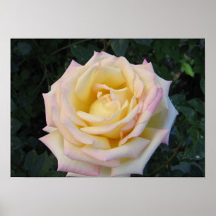 Affiches La paix s'est levée