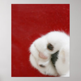 Affiches La patte du chat