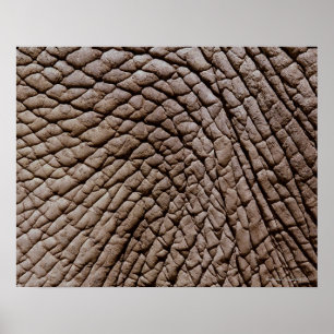 Affiches La peau d'éléphant africain (africana de