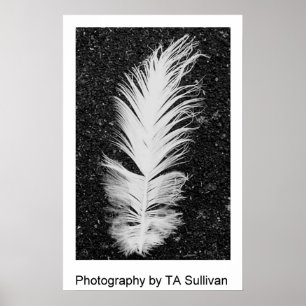 Affiches La plume d'aigrettes par TDGallery