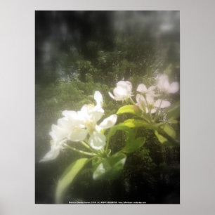 Affiches la pomme fleurit #2, noir et blanc focal