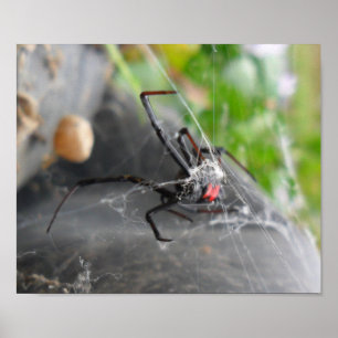 Affiches La pose de la veuve