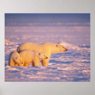 Affiches La truie d'ours blanc avec le ressort met bas sur