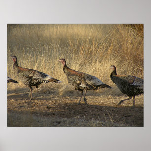 Affiches La Turquie marche au coucher du soleil
