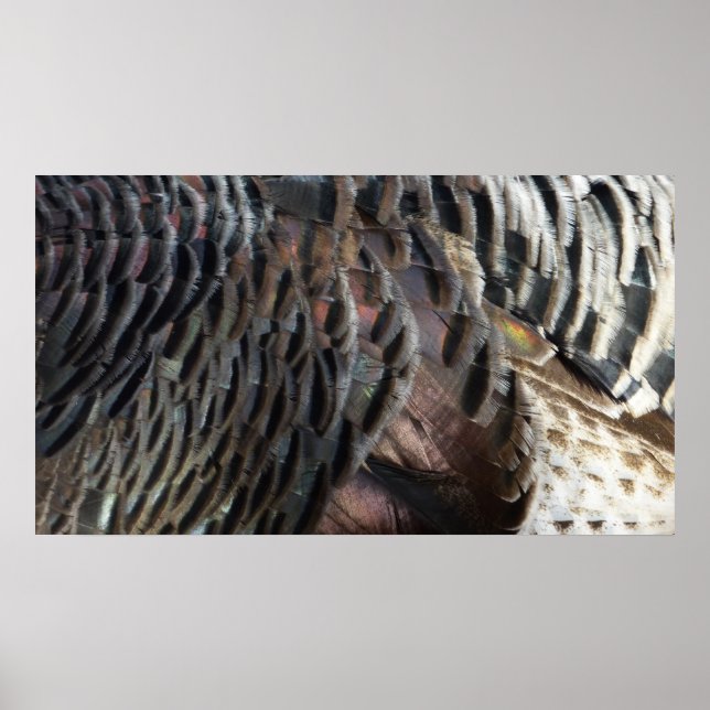 Affiches La Turquie sauvage Plumes I Abstrait Nature Design (Devant)