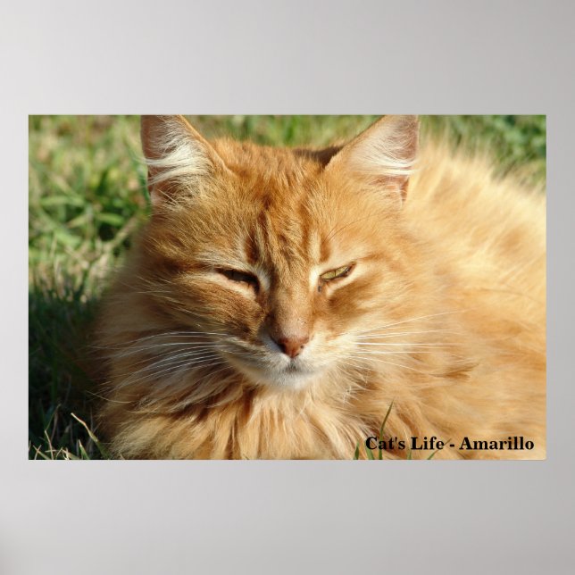 Affiches La vie du chat - Amarillo Dormir (Devant)