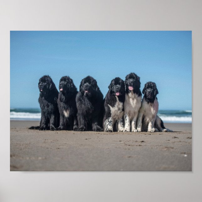 Affiches La vie est meilleure à la plage des chiens de terr (Devant)