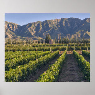 Affiches La vigne du Cabernet Sauvignon à Huailai Rongchen