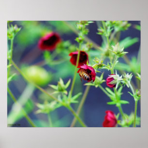 Affiches L'abeille à la fleur rouge