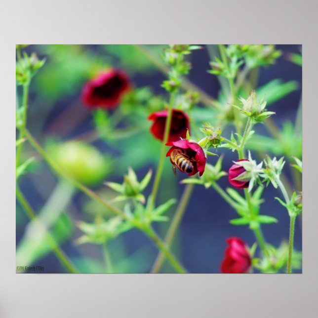 Affiches L'abeille à la fleur rouge (Devant)